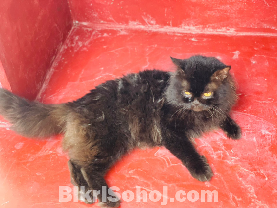 Persian cat ( Blacky)